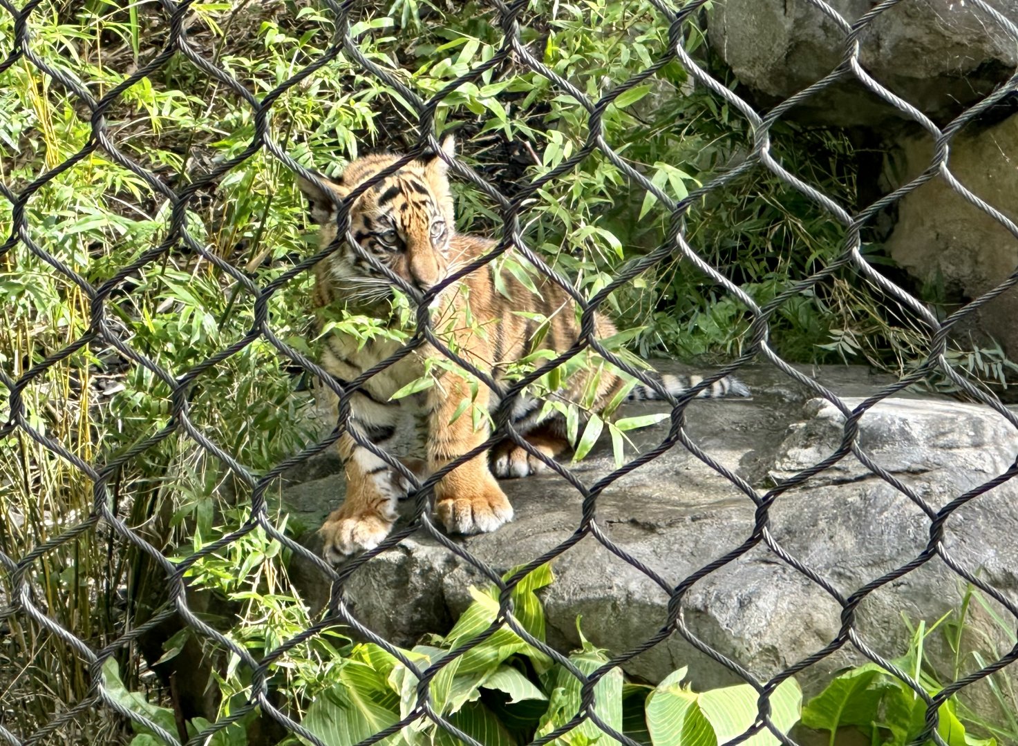 Cahya (3 months old)