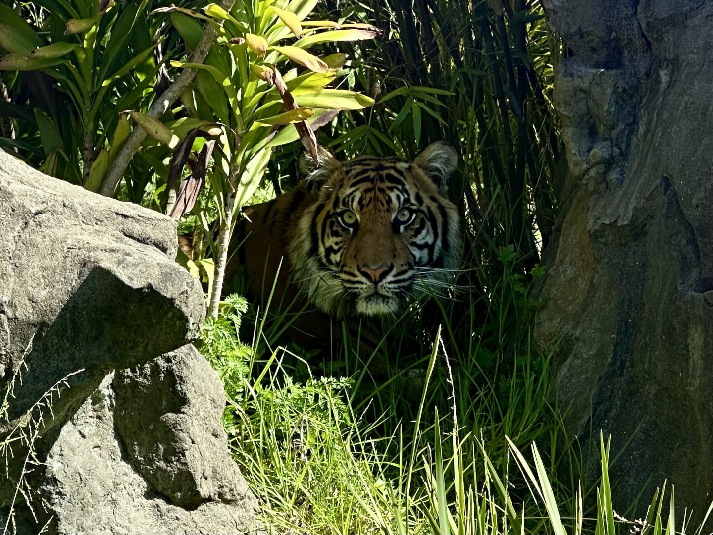 Cahya in Undergrowth