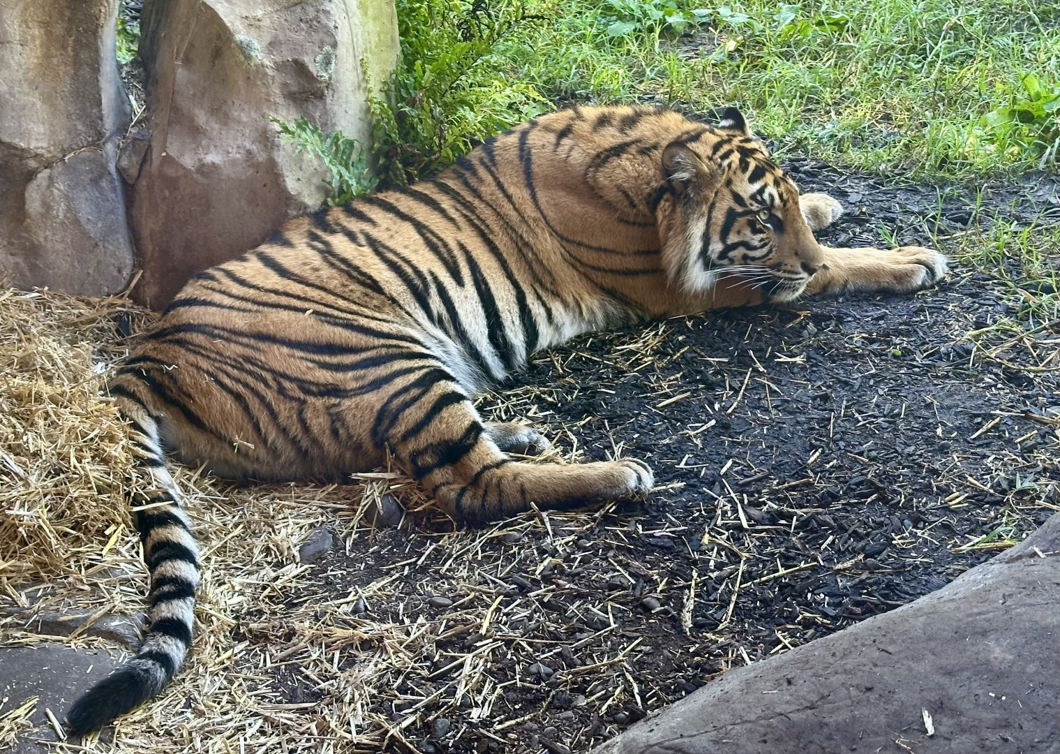 Cahya (Sumatran Tiger) - 16 Months Old