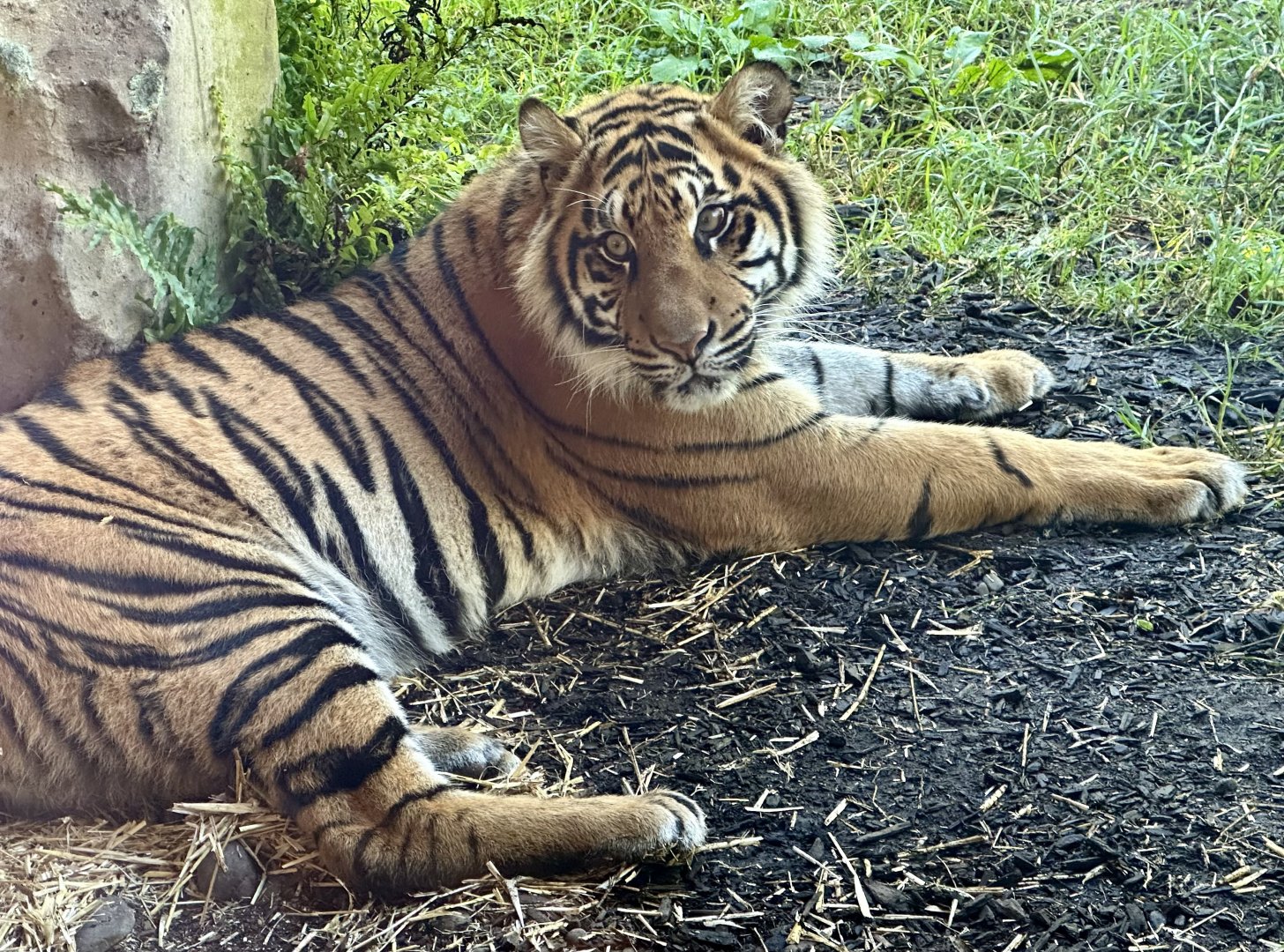 Cahya (Sumatran Tiger) - 16 Months Old