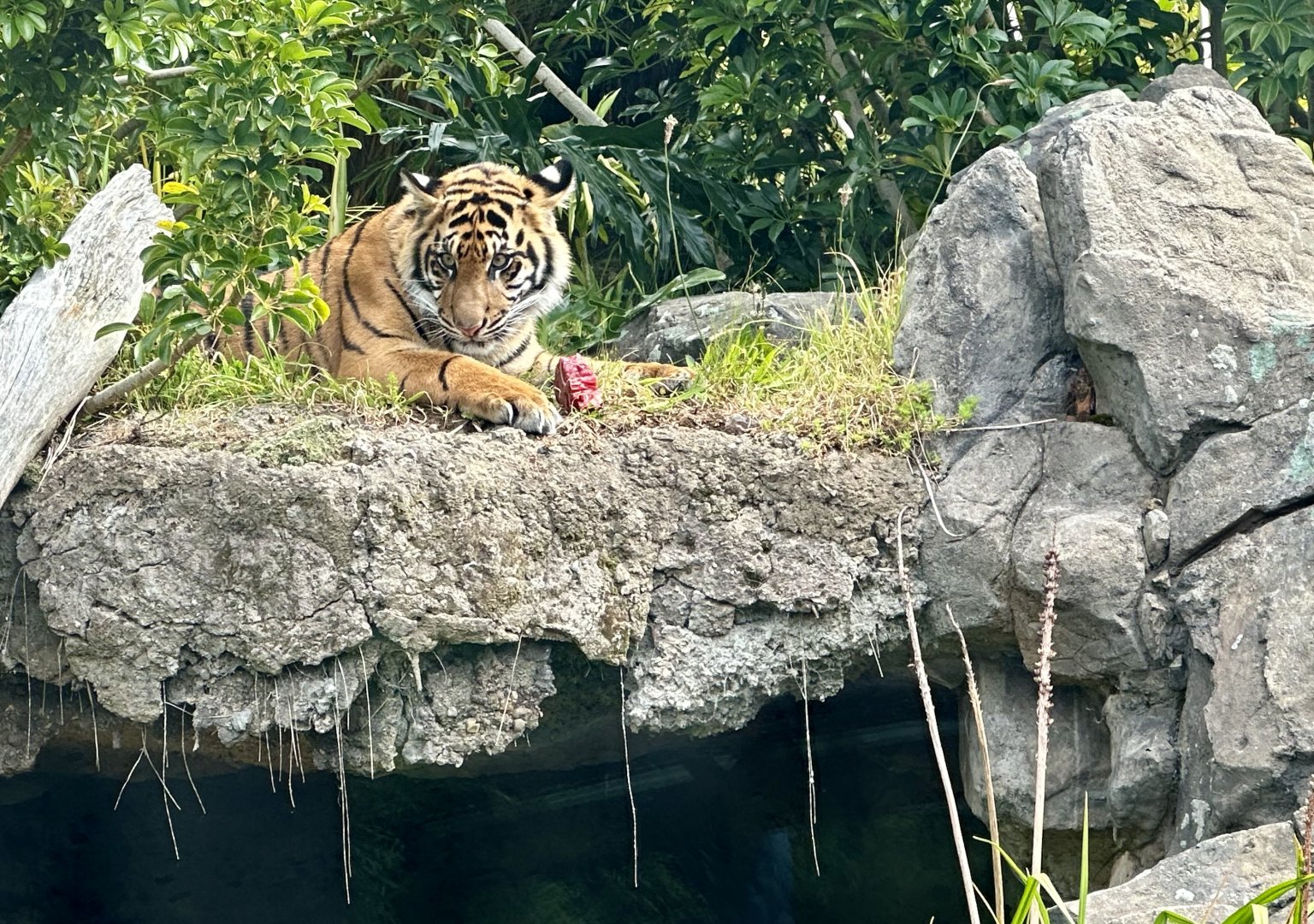 Cahya (Sumatran Tiger Cub)