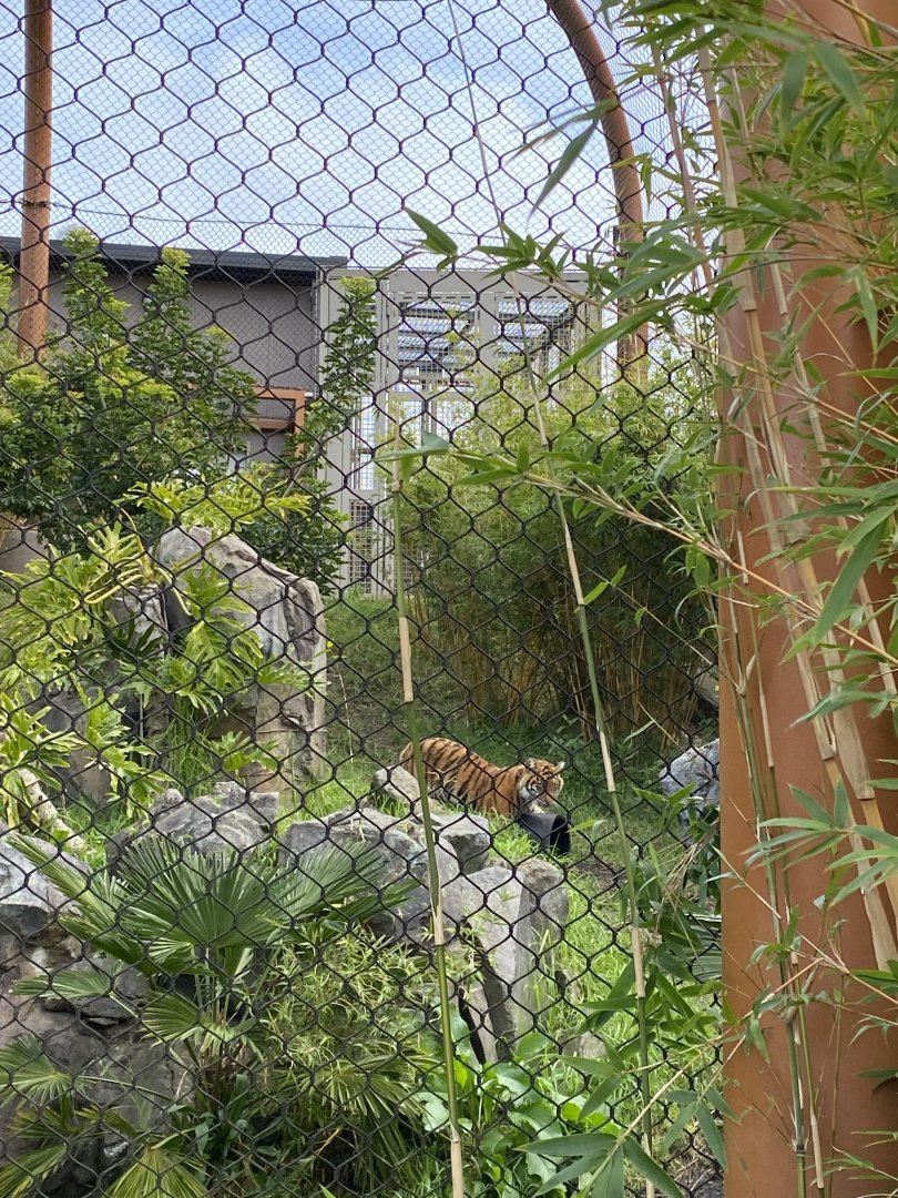 Cahya - Sumatran Tiger