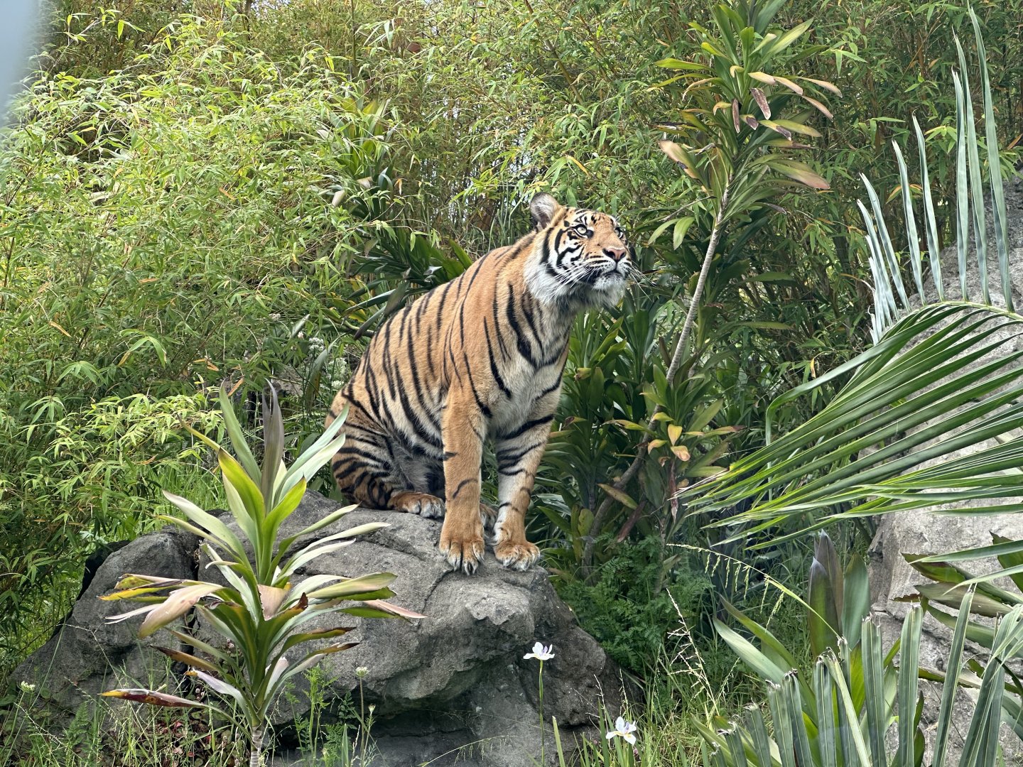 Cahya (Watching Birds)