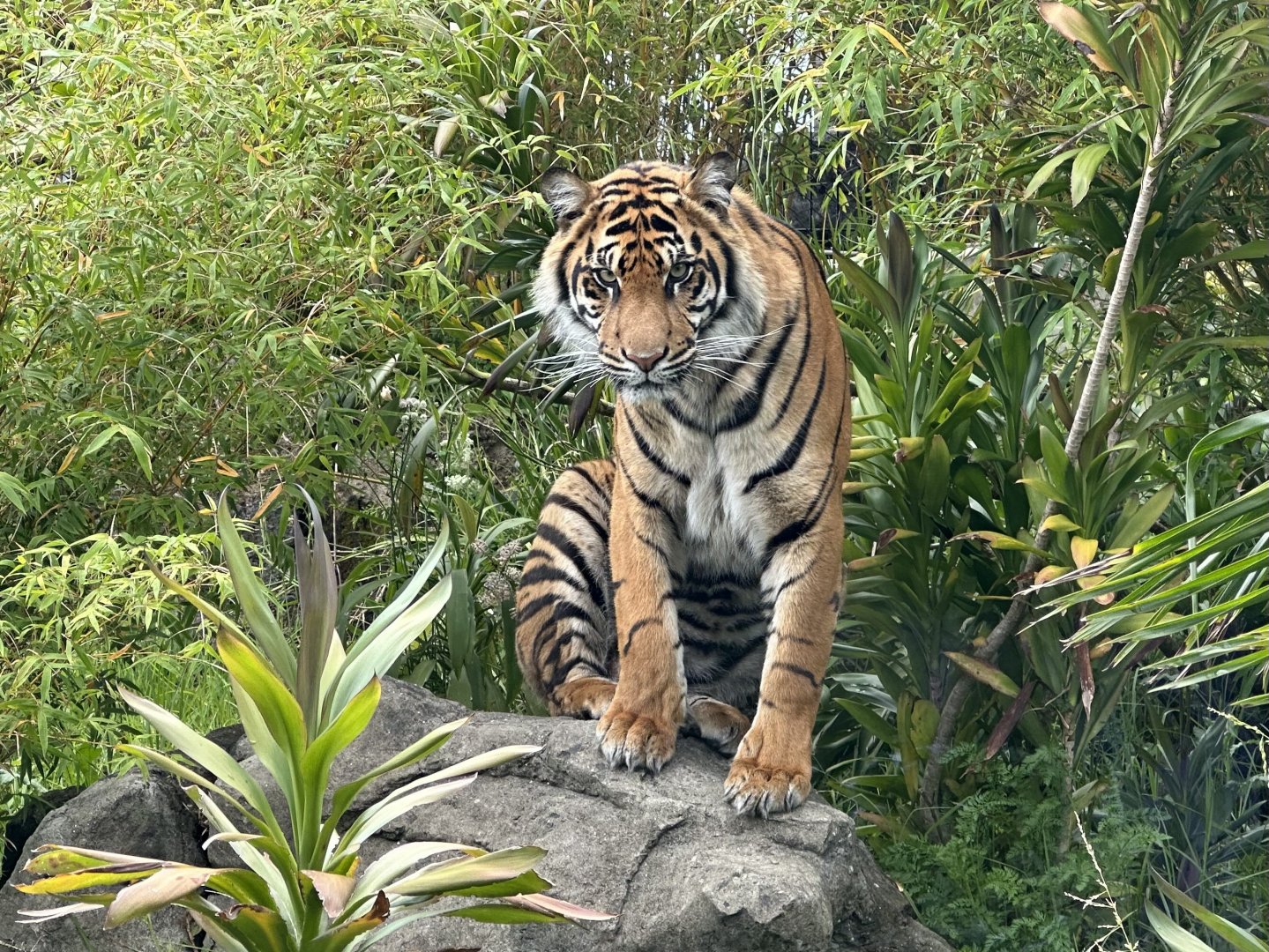 Cahya (Watching Crowds)