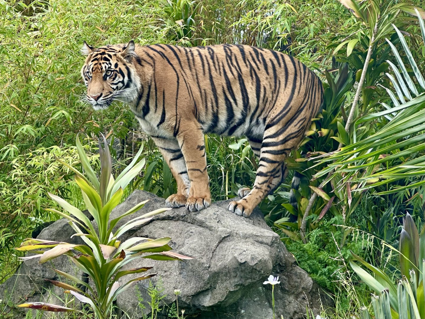 Cahya (Watching Zayana)