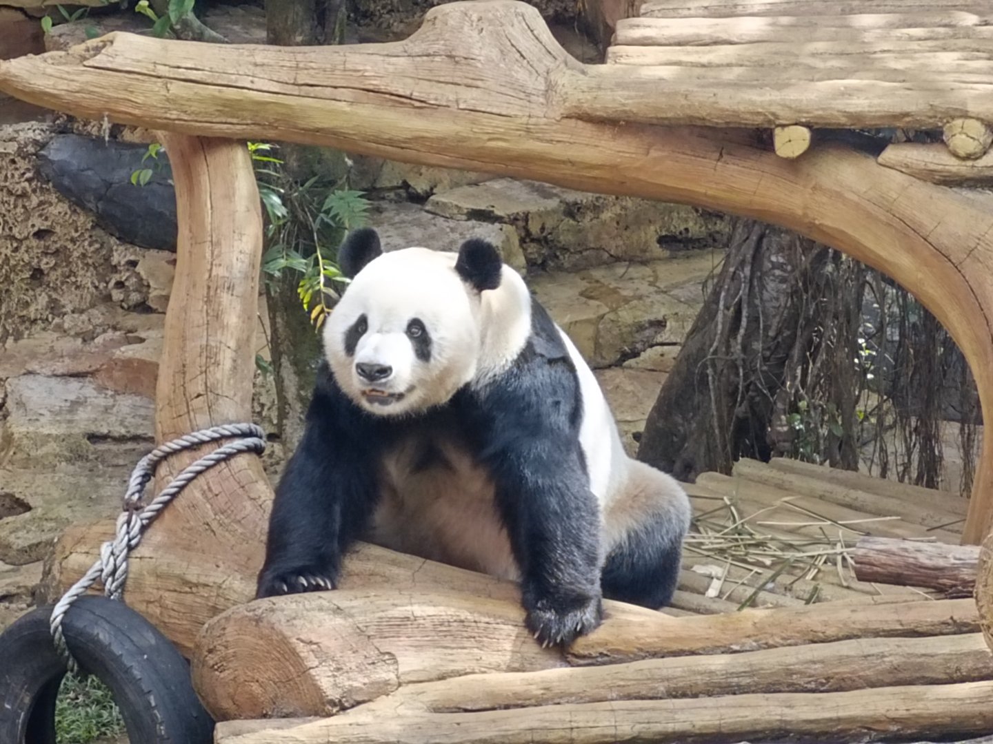 Cai Tao the Giant Panda