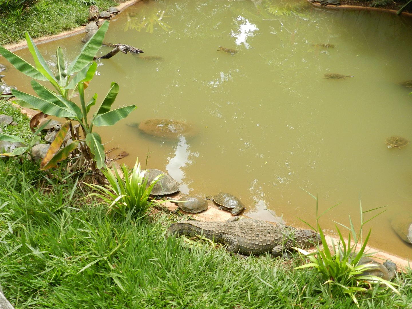 Caiman and chelonians - Belo Horizonte zoo