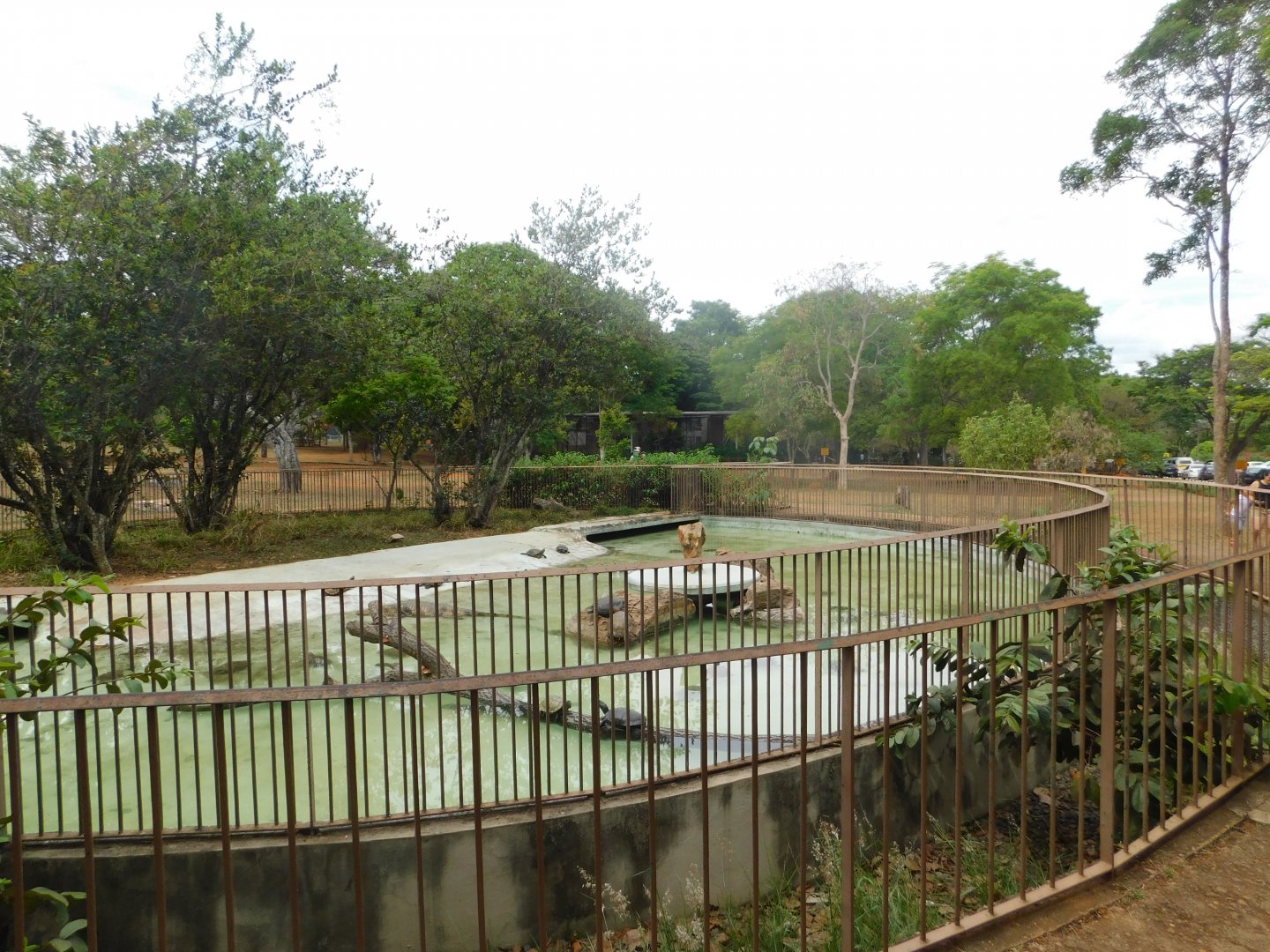 Caiman and chelonians mixed exhibit - Brasilia zoo