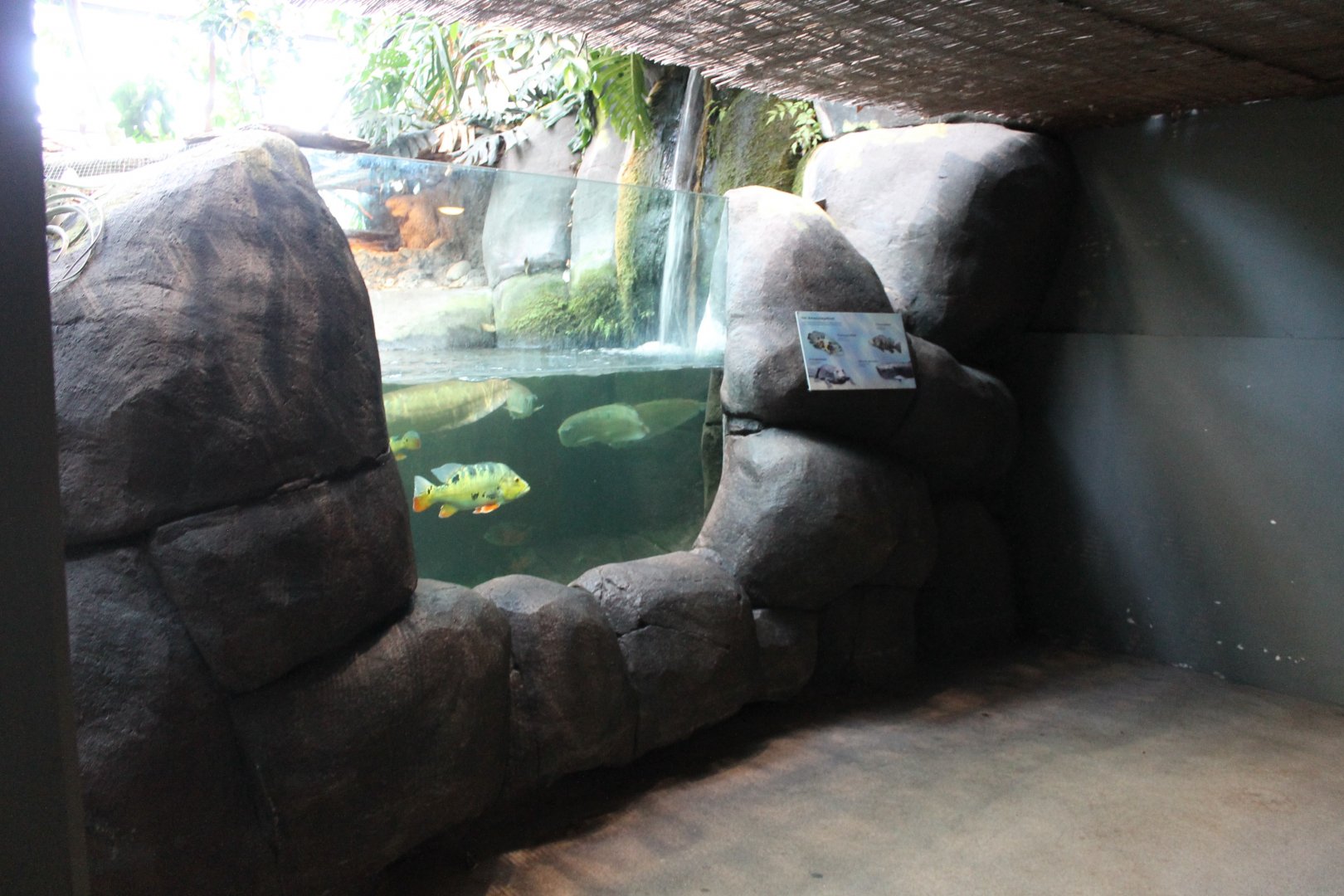 Caiman and fish enclosure