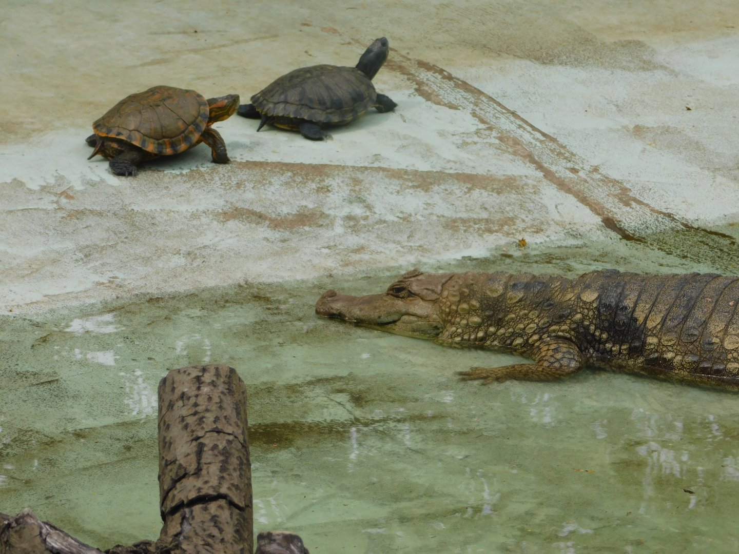 Caiman and sliders - Brasilia zoo