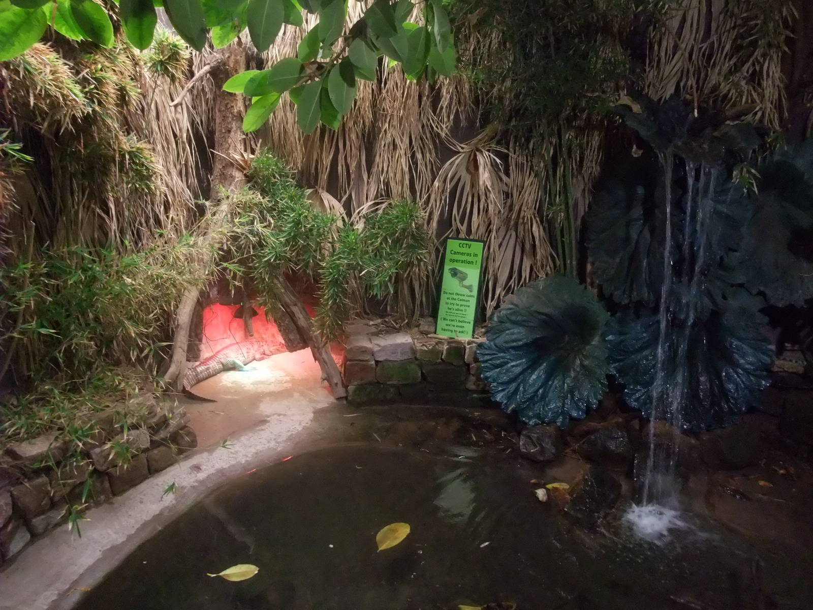 Caiman and Snapping Turtle Exhibit at the Palms: Final Visit, 08/08/10