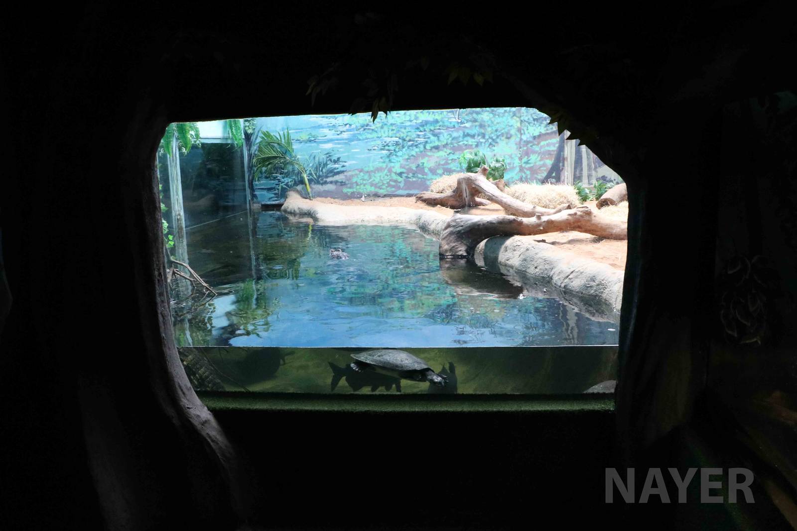 Caiman and turtle display, April 2016