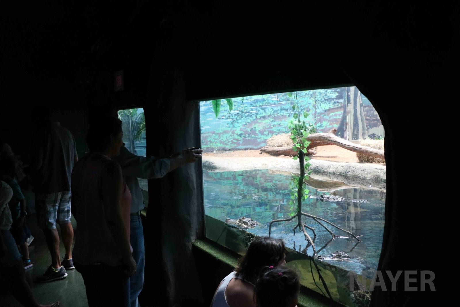 Caiman and turtle display, April 2016
