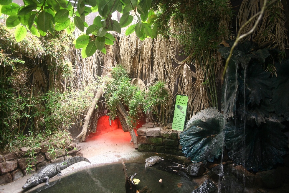 Caiman and turtle enclosure