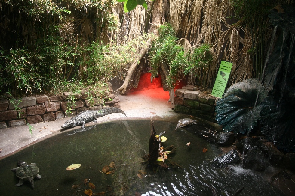 Caiman and turtle enclosure
