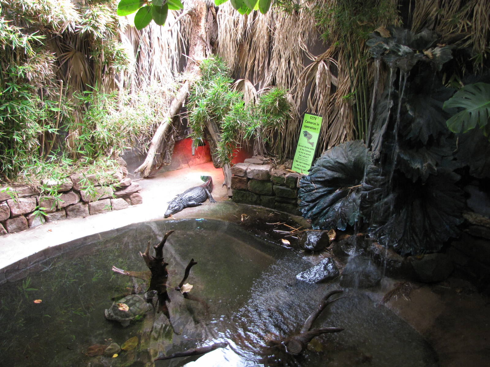 Caiman and turtle exhibit