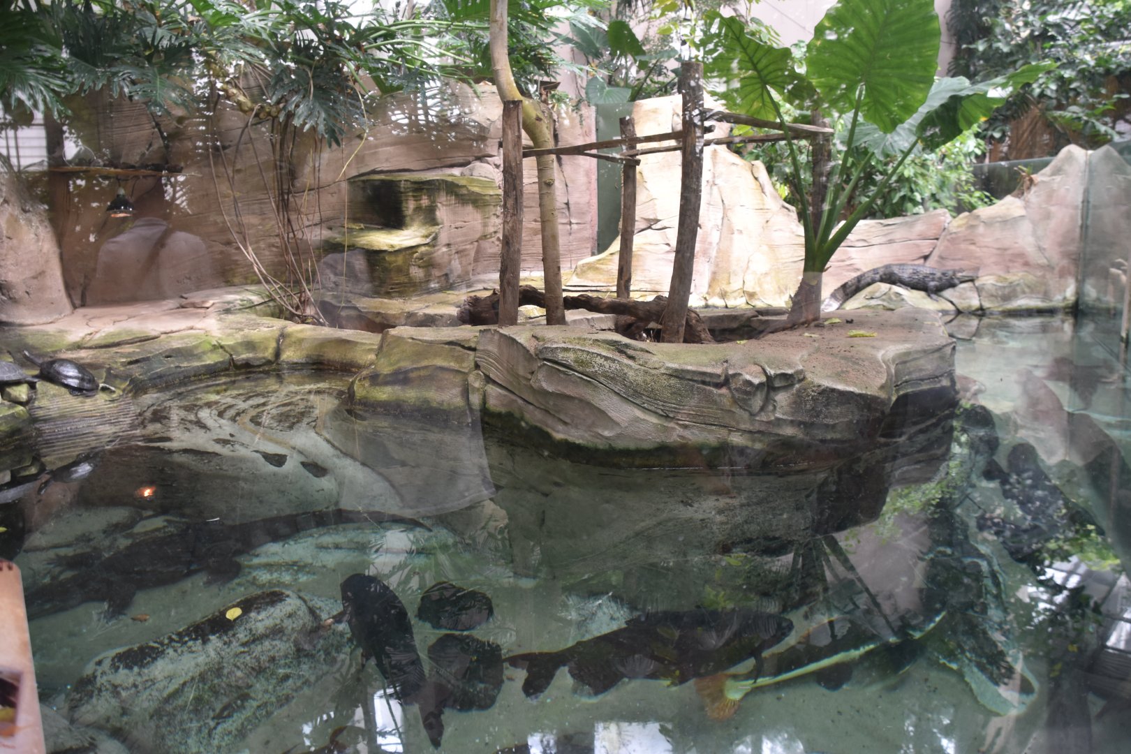 Caiman and Turtle pool