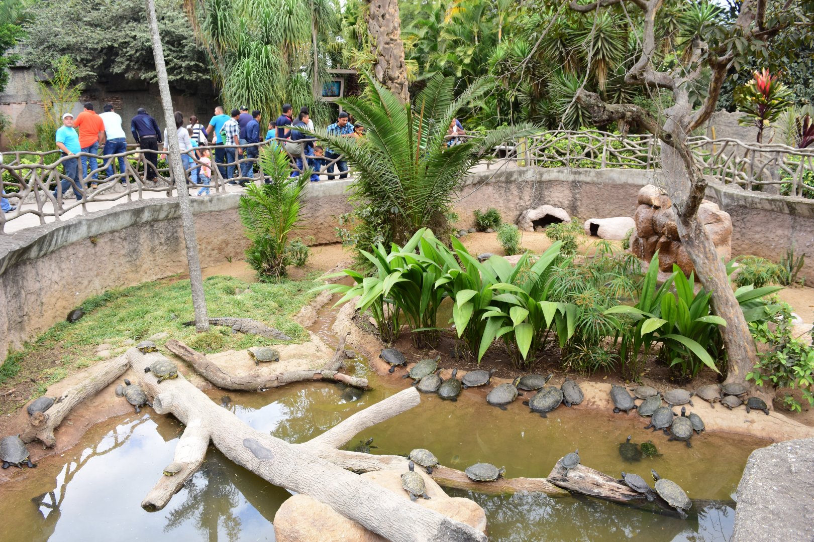 Caiman and turtles mixed exhibit