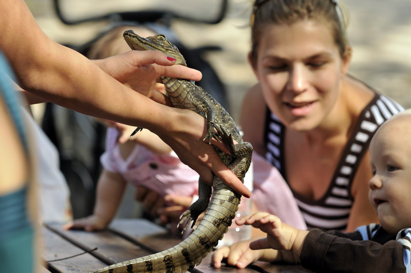 Caiman at Twin Vally Zoo