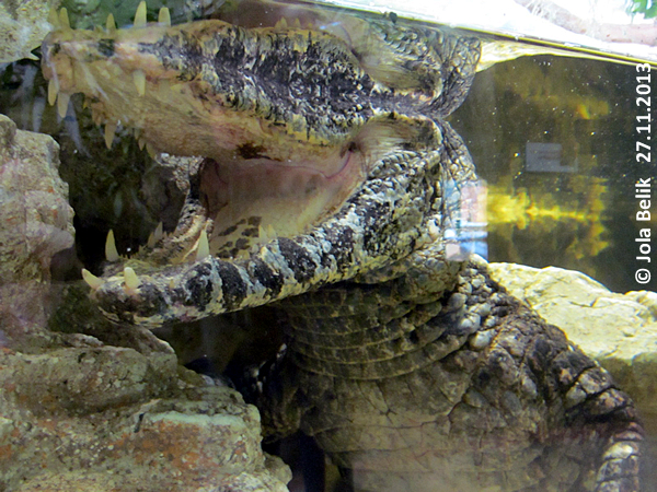 Caiman at Zoo Hellbrunn Salzburg