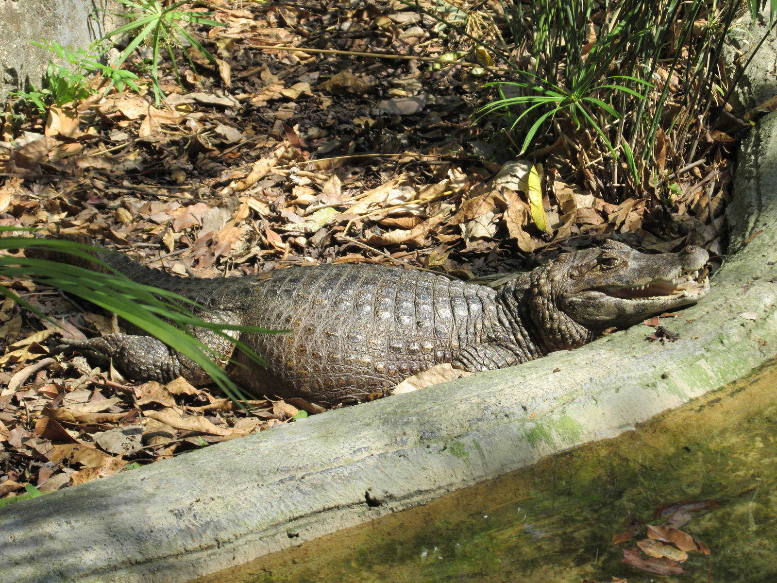 caiman chiapasius zoomat