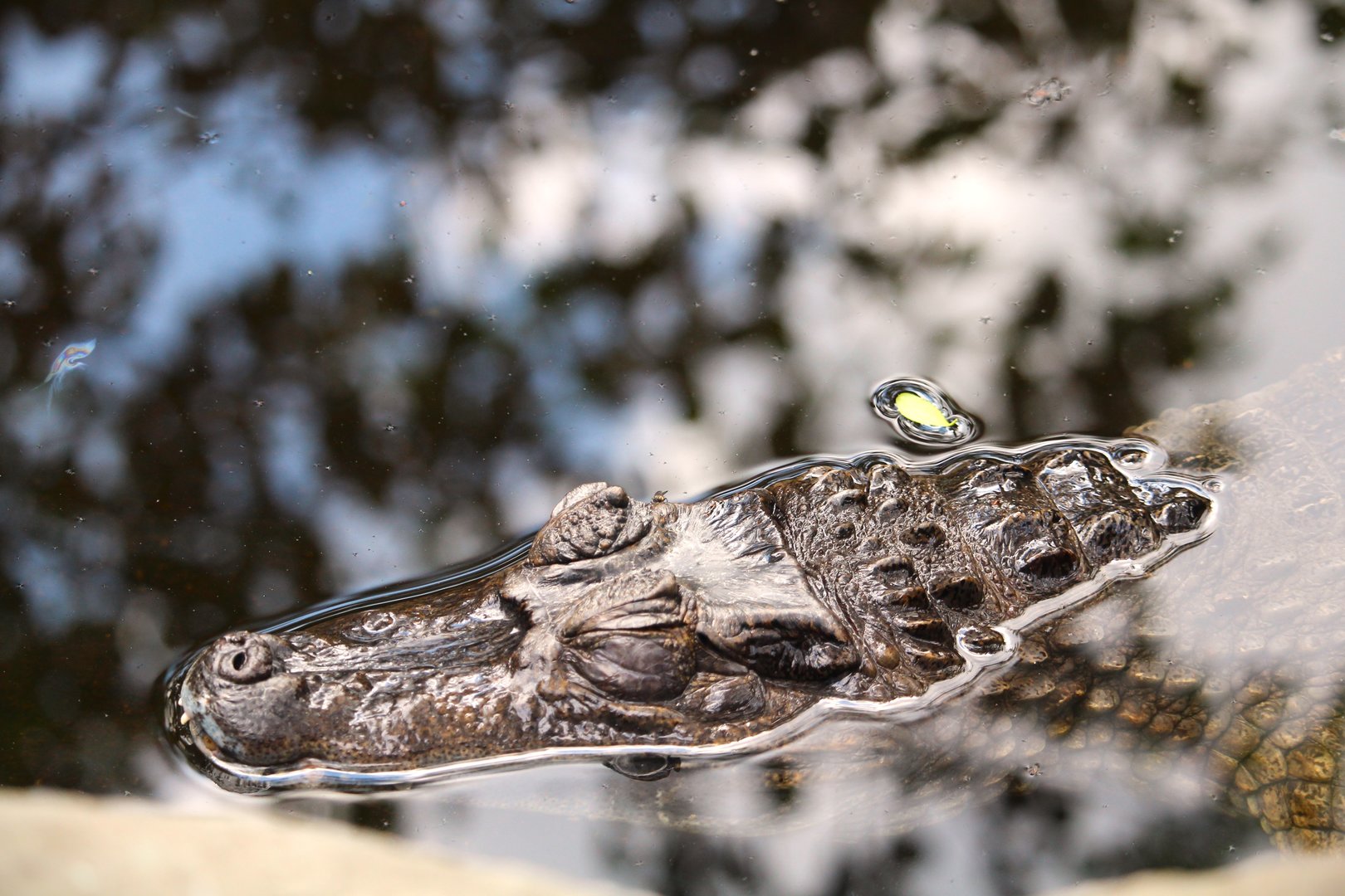 Caiman Corner - Spectacled Caiman