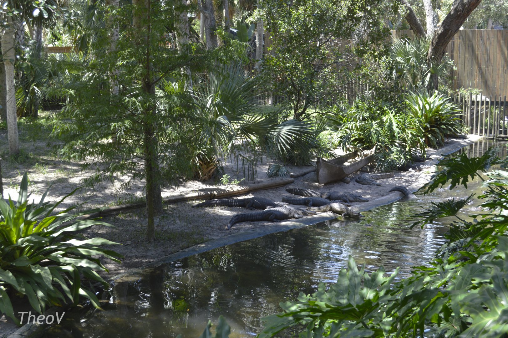 Caiman, crocodile and alligator exhibit [2017]