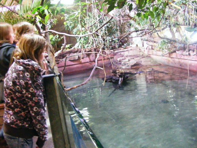 Caiman crocodilus former indoor hippo pool