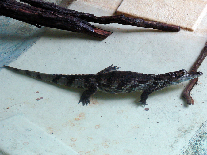 Caiman crocodilus / Spectacled caiman