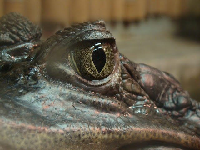 Caiman crocodilus