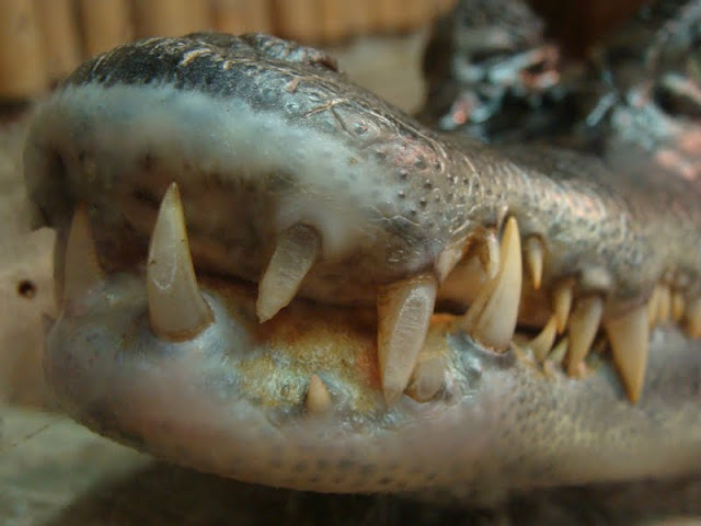 Caiman crocodilus