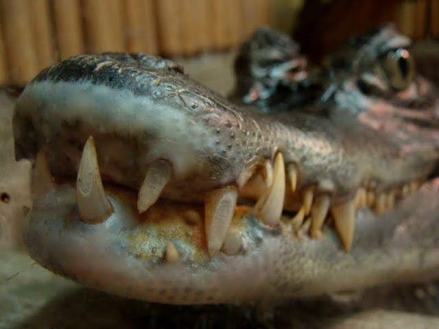 Caiman crocodilus