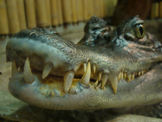 Caiman crocodilus