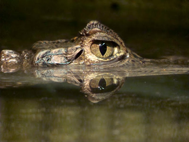 Caiman crocodilus