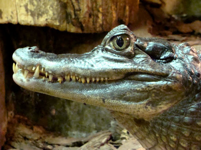 Caiman crocodilus