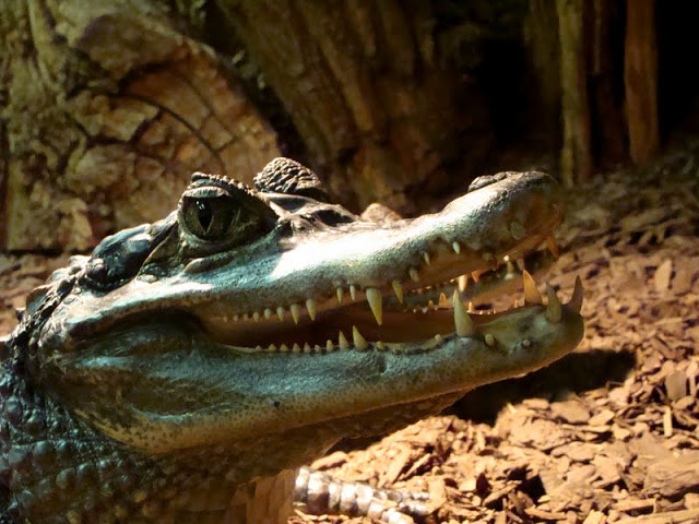 Caiman crocodilus