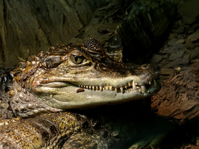 Caiman crocodilus