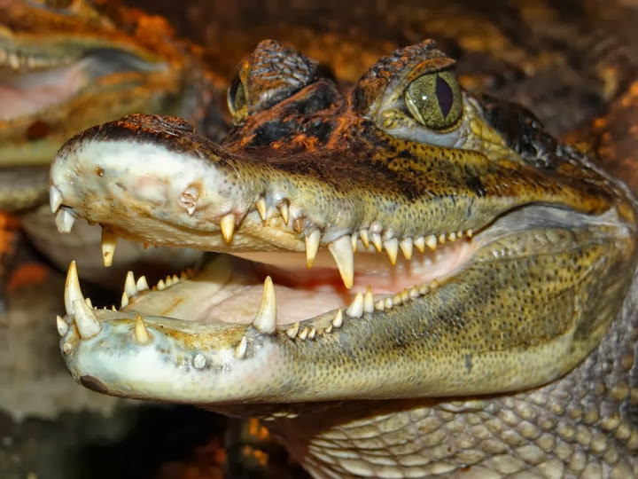 Caiman crocodilus