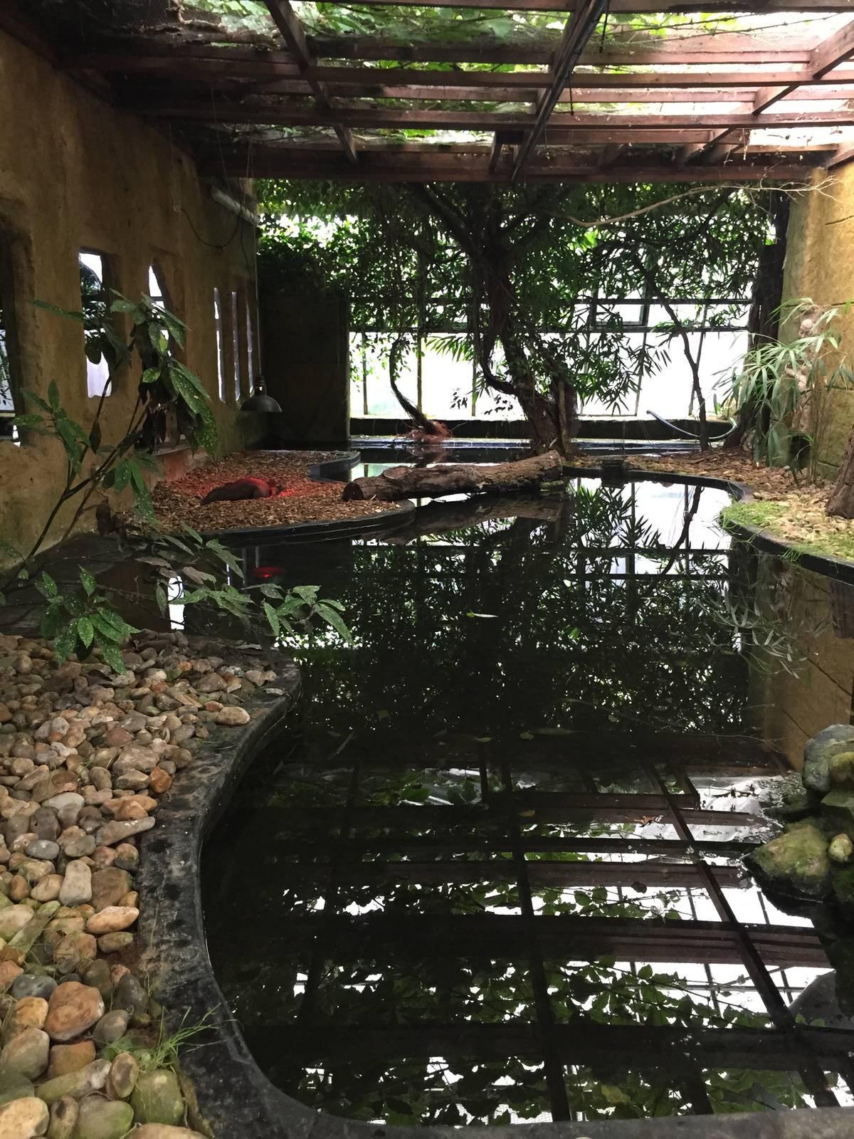 Caiman Enclosure - 30/08/15