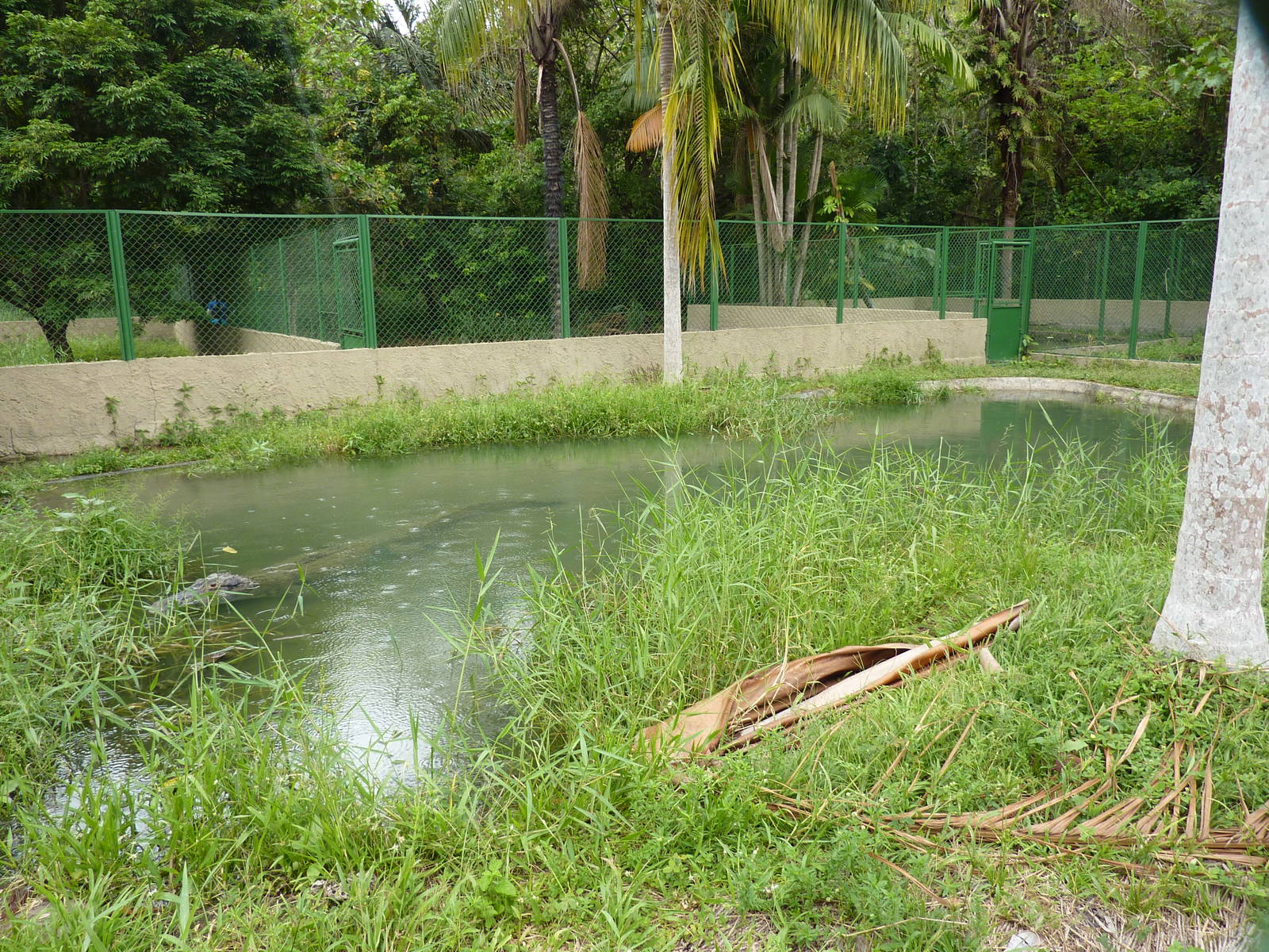 Caiman enclosure