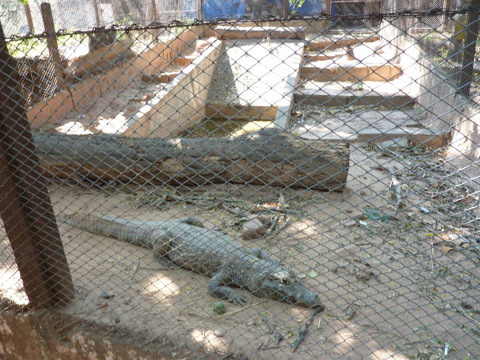 Caiman enclosure