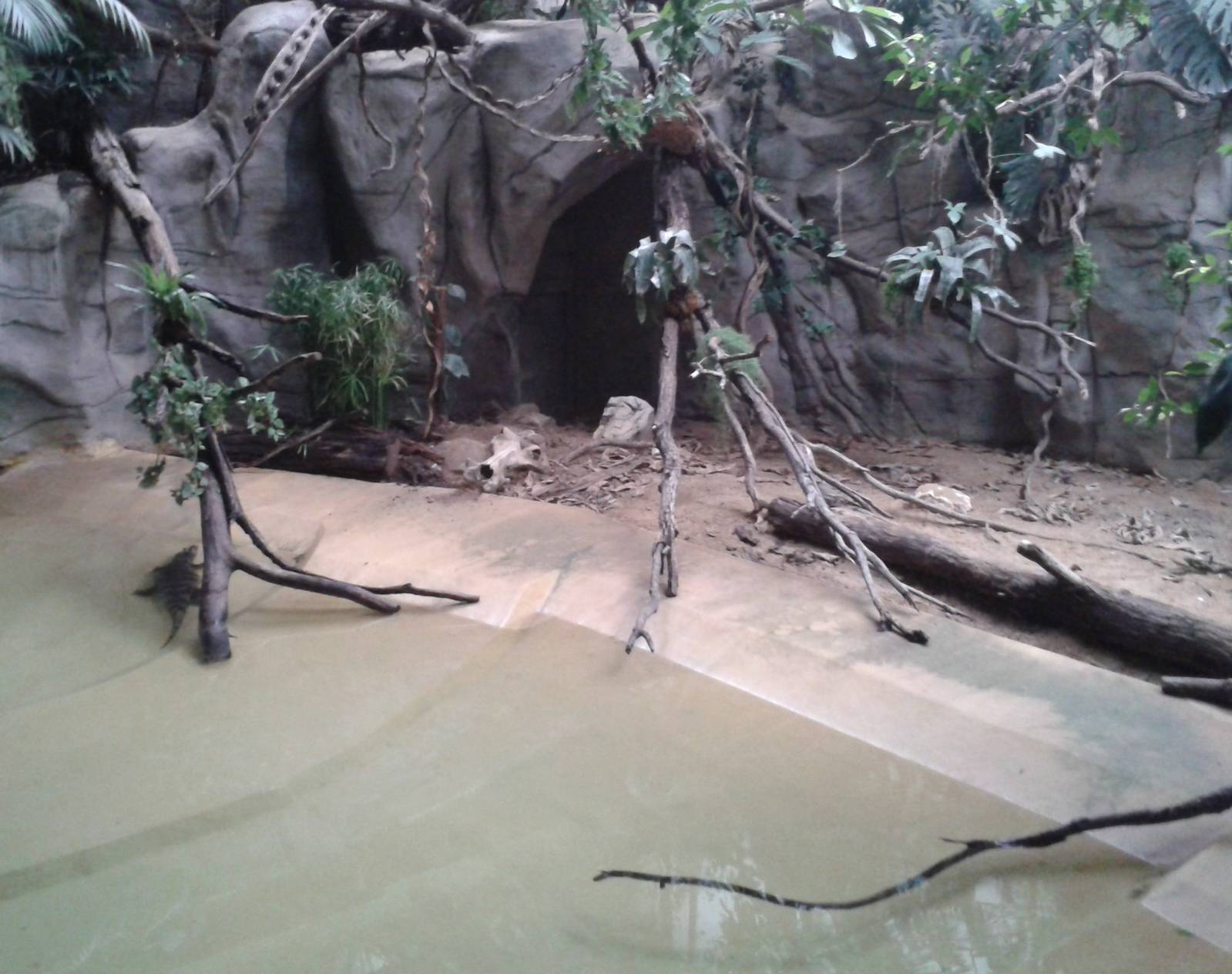 Caiman enclosure