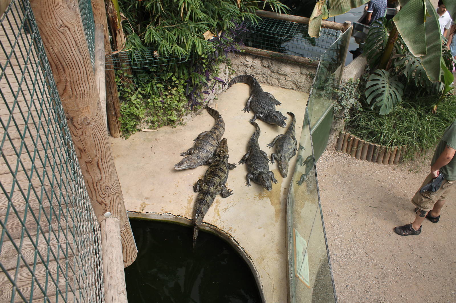 Caiman Enclosure