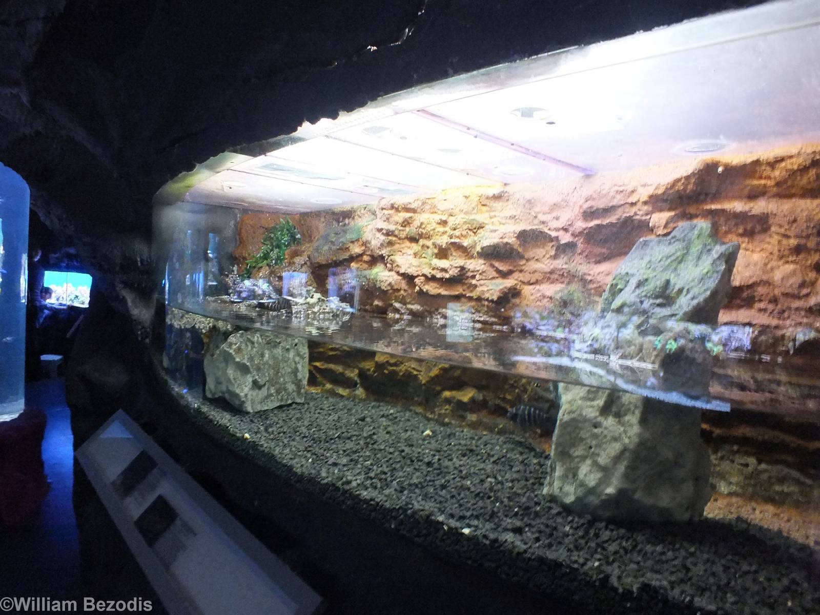 Caiman Enclosure