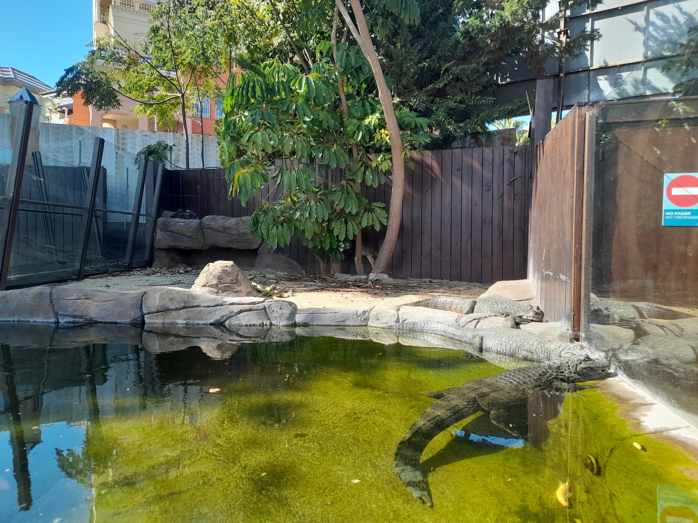 Caiman - enclosure