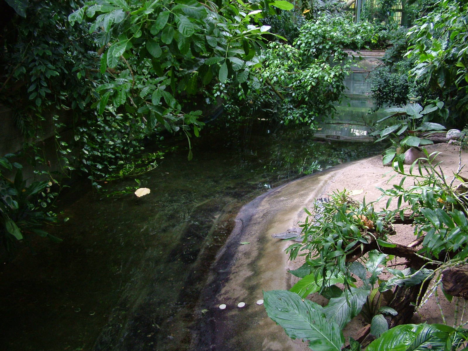 Caiman Exhibit at Berlin Zoo Aquarium, 31/08/11