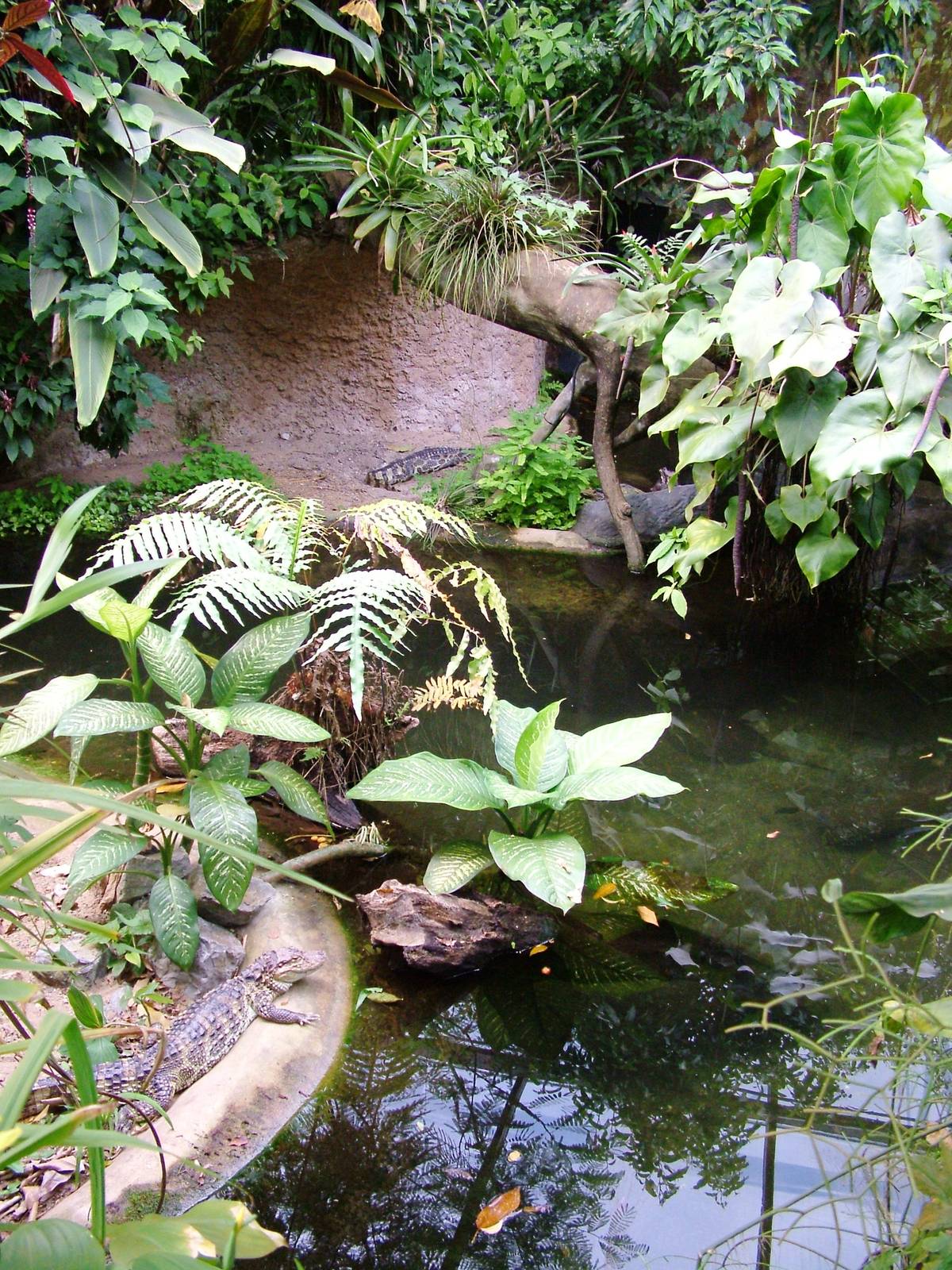 Caiman Exhibit at Burgers Zoo Arnhem, 30/05/12