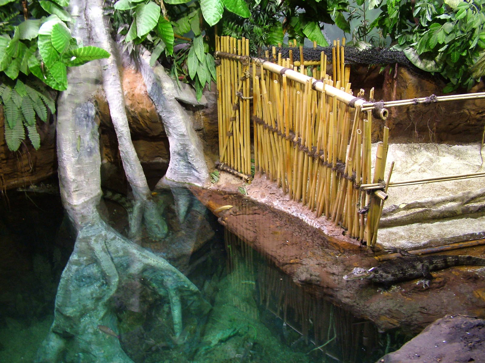 Caiman Exhibit at Faunia, 27/05/11