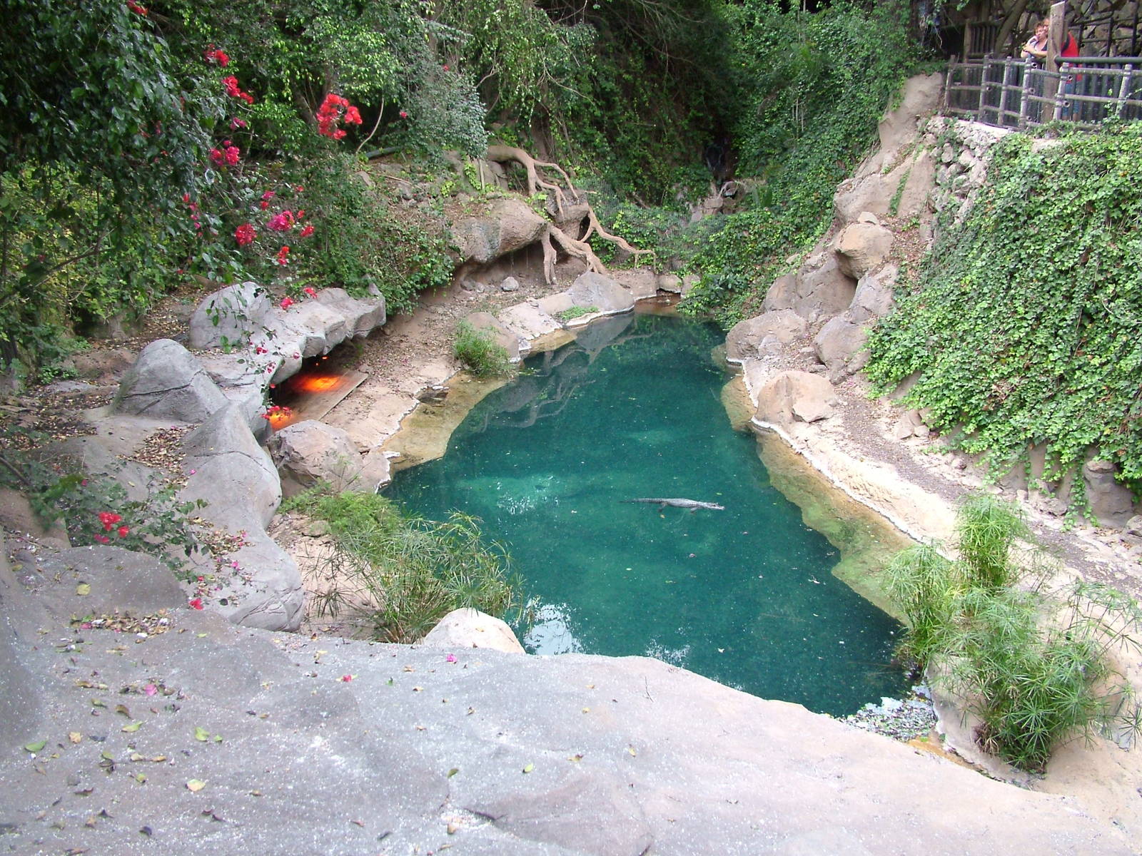 Caiman Exhibit at Jungle Park (Las Aguilas), 13/11/10