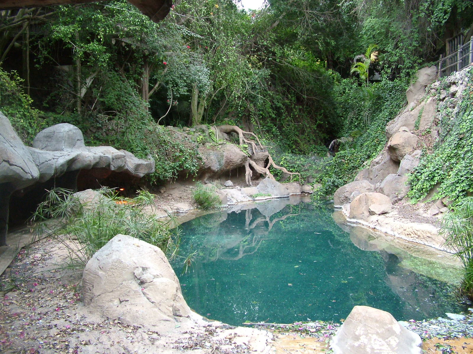 Caiman Exhibit at Jungle Park (Las Aguilas), 13/11/10